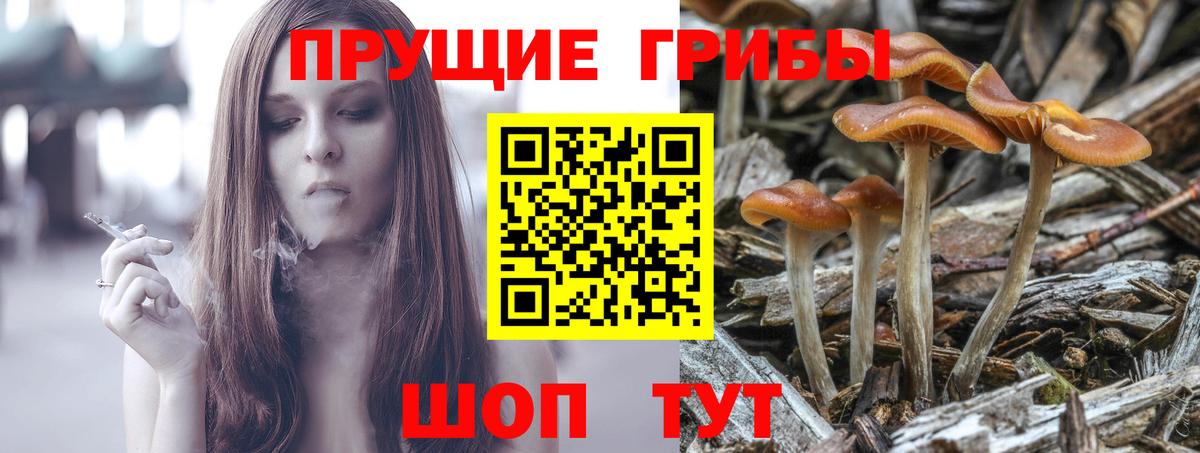 Псилоцибиновые грибы GOLDEN TEACHER  Вход с VPN  Псилоцибиновые грибы Magic Shrooms  Гусь-Хрустальный 